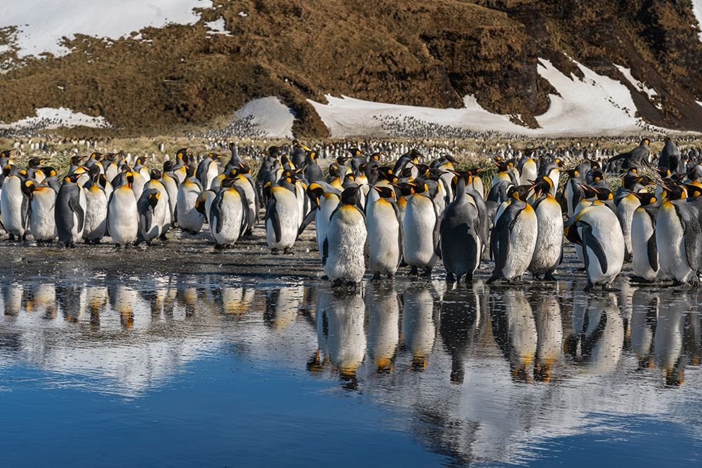 Antarctica-South Georgia Island-Salisbury Plain King penguins reflect in meltwater pond  art print by Jaynes Gallery for $57.95 CAD